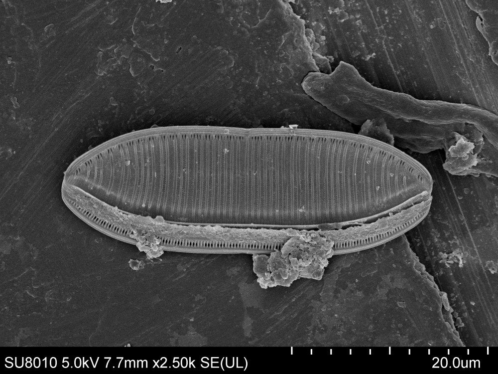 Psammodictyon Mann