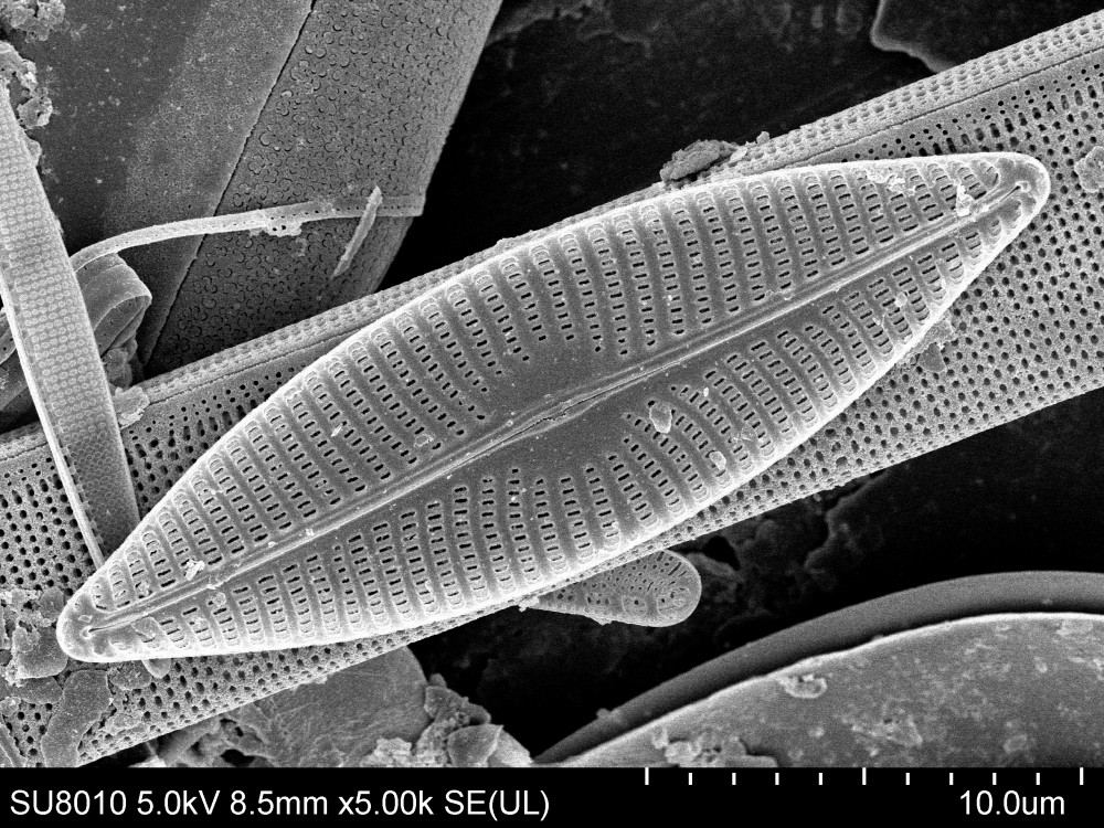 Navicula Bory de Saint-Vincent